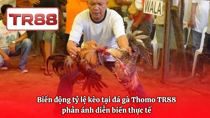 Biến động tỷ lệ kèo tại đá gà Thomo TR88 phản ánh diễn biến thực tế 