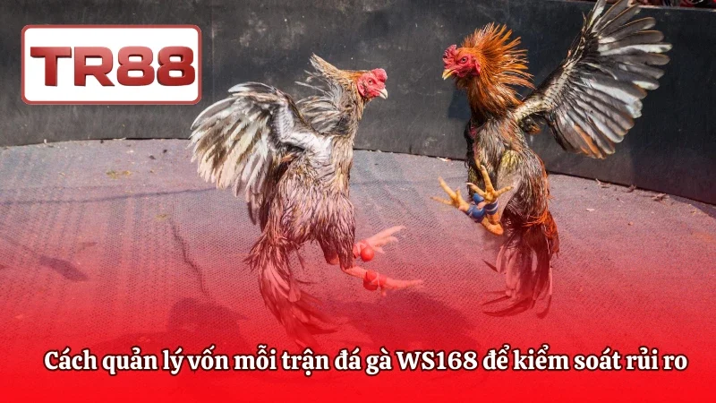 Cách quản lý vốn mỗi trận đá gà WS168 để kiểm soát rủi ro