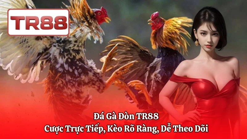 Đá Gà Đòn TR88 - Cược Trực Tiếp, Kèo Rõ Ràng, Dễ Theo Dõi