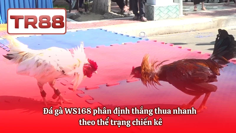 Đá gà WS168 phân định thắng thua nhanh theo thể trạng chiến kê