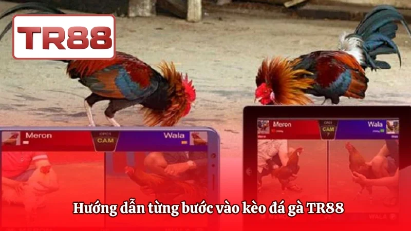 Hướng dẫn từng bước vào kèo đá gà TR88