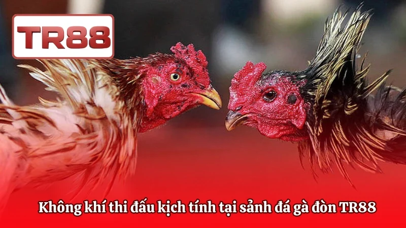Không khí thi đấu kịch tính tại sảnh đá gà đòn TR88