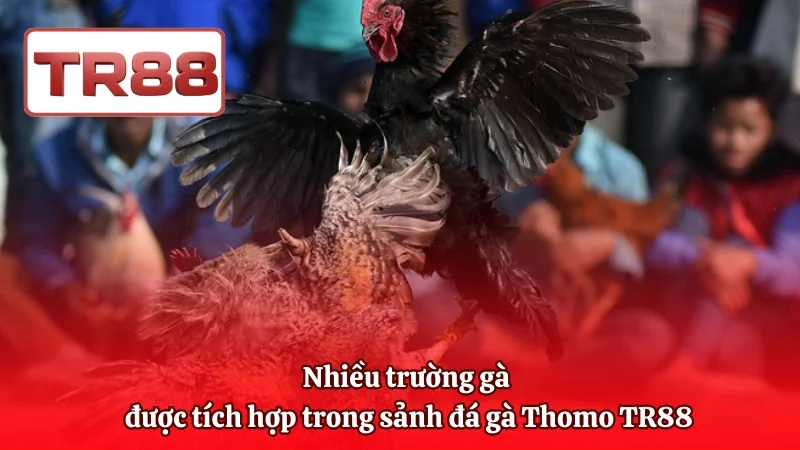 Nhiều trường gà được tích hợp trong sảnh đá gà Thomo TR88