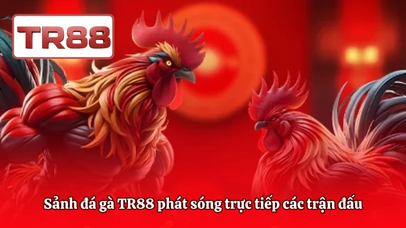 Sảnh đá gà TR88 phát sóng trực tiếp các trận đấu