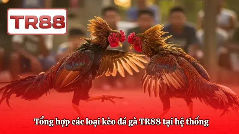 Tổng hợp các loại kèo đá gà TR88 tại hệ thống