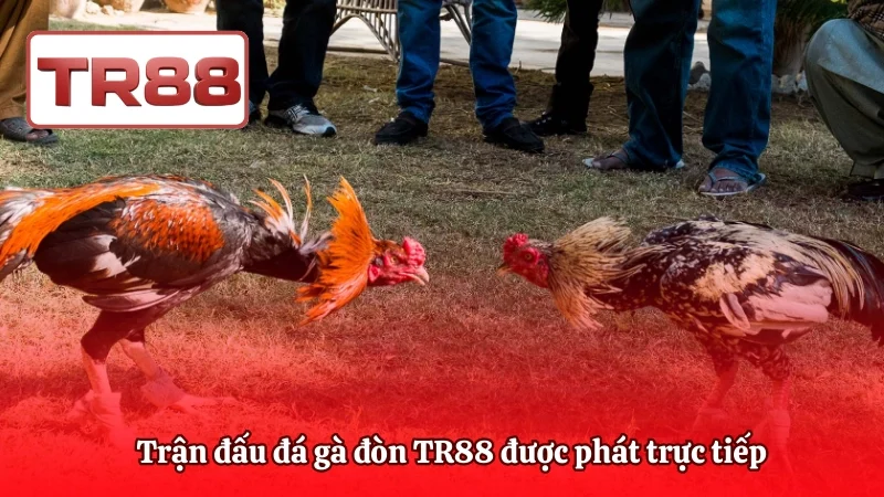 Trận đấu đá gà đòn TR88 được phát trực tiếp 